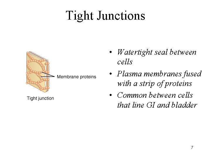 Tight Junctions • Watertight seal between cells • Plasma membranes fused with a strip