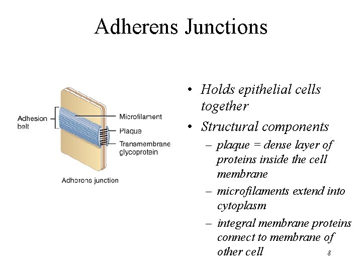 Adherens Junctions • Holds epithelial cells together • Structural components – plaque = dense