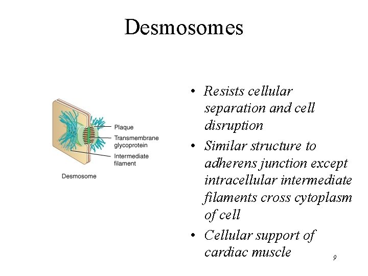 Desmosomes • Resists cellular separation and cell disruption • Similar structure to adherens junction