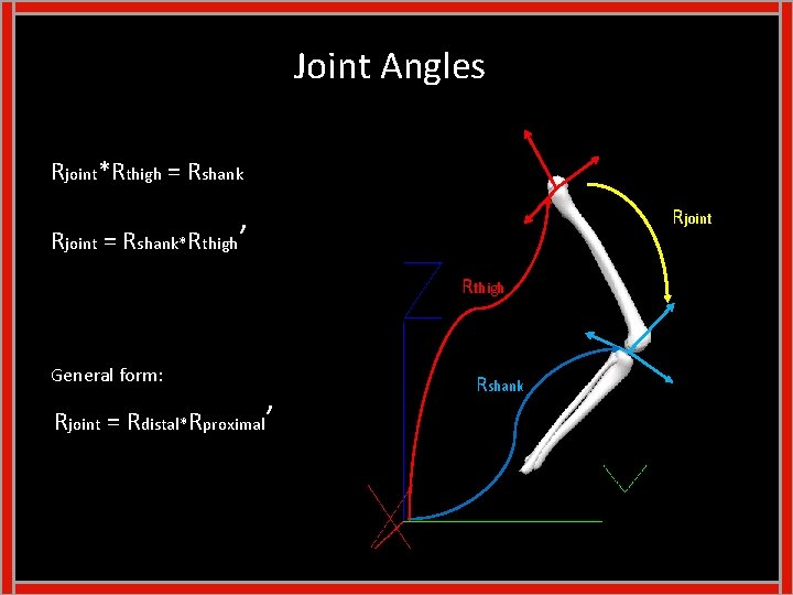 Joint Angles Rjoint*Rthigh = Rshank Rjoint = Rshank*Rthigh’ Rthigh General form: Rjoint = Rdistal*Rproximal’ Joint Angles Rjoint*Rthigh = Rshank Rjoint = Rshank*Rthigh’ Rthigh General form: Rjoint = Rdistal*Rproximal’