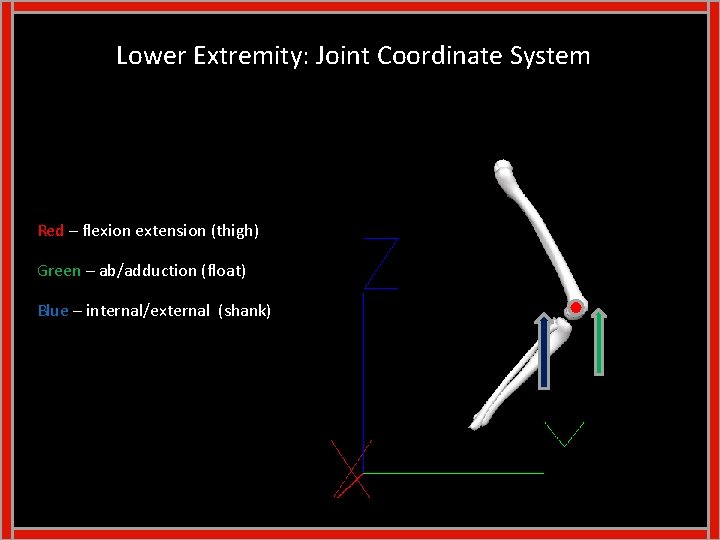 Lower Extremity: Joint Coordinate System Red – flexion extension (thigh) Green – ab/adduction (float)