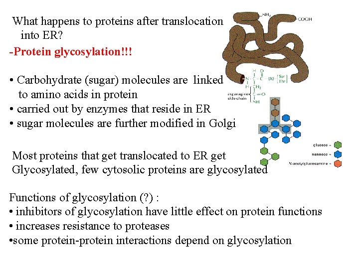 What happens to proteins after translocation into ER? -Protein glycosylation!!! • Carbohydrate (sugar) molecules What happens to proteins after translocation into ER? -Protein glycosylation!!! • Carbohydrate (sugar) molecules