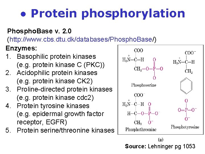 ● Protein phosphorylation Phospho. Base v. 2. 0 (http: //www. cbs. dtu. dk/databases/Phospho. Base/) ● Protein phosphorylation Phospho. Base v. 2. 0 (http: //www. cbs. dtu. dk/databases/Phospho. Base/)