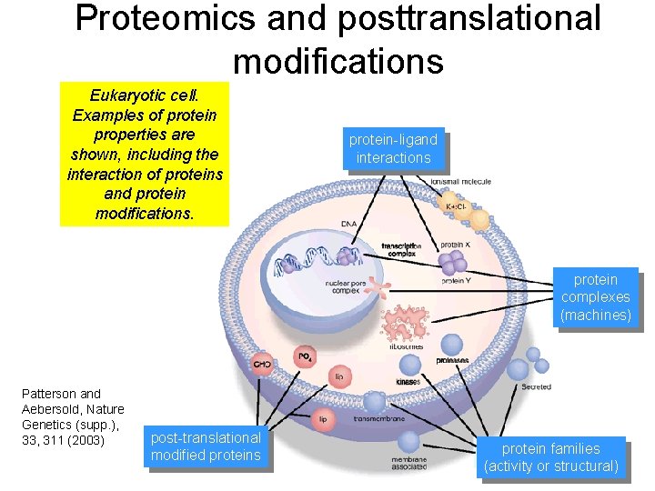 Proteomics and posttranslational modifications Eukaryotic cell. Examples of protein properties are shown, including the Proteomics and posttranslational modifications Eukaryotic cell. Examples of protein properties are shown, including the