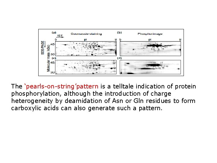 The ‘pearls-on-string’pattern is a telltale indication of protein phosphorylation, although the introduction of charge The ‘pearls-on-string’pattern is a telltale indication of protein phosphorylation, although the introduction of charge