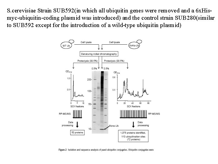 S. cerevisiae Strain SUB 592(in which all ubiquitin genes were removed and a 6 S. cerevisiae Strain SUB 592(in which all ubiquitin genes were removed and a 6