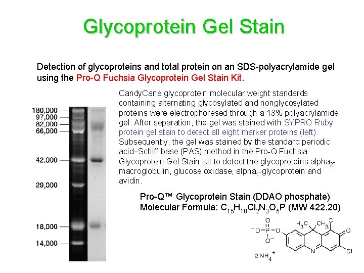 Glycoprotein Gel Stain Detection of glycoproteins and total protein on an SDS-polyacrylamide gel using Glycoprotein Gel Stain Detection of glycoproteins and total protein on an SDS-polyacrylamide gel using