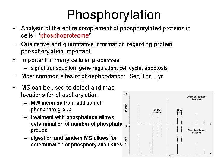 Phosphorylation • Analysis of the entire complement of phosphorylated proteins in cells: “phosphoproteome” • Phosphorylation • Analysis of the entire complement of phosphorylated proteins in cells: “phosphoproteome” •