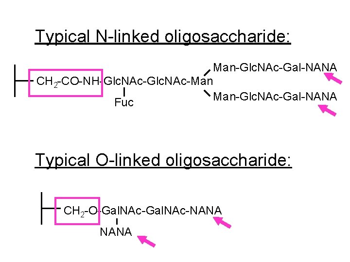 Typical N-linked oligosaccharide: Man-Glc. NAc-Gal-NANA CH 2 -CO-NH-Glc. NAc-Man Fuc Man-Glc. NAc-Gal-NANA Typical O-linked Typical N-linked oligosaccharide: Man-Glc. NAc-Gal-NANA CH 2 -CO-NH-Glc. NAc-Man Fuc Man-Glc. NAc-Gal-NANA Typical O-linked