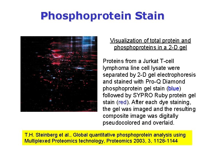 Phosphoprotein Stain Visualization of total protein and phosphoproteins in a 2 -D gel Proteins Phosphoprotein Stain Visualization of total protein and phosphoproteins in a 2 -D gel Proteins