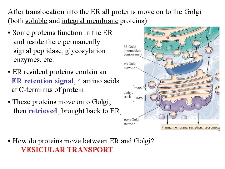 After translocation into the ER all proteins move on to the Golgi (both soluble After translocation into the ER all proteins move on to the Golgi (both soluble