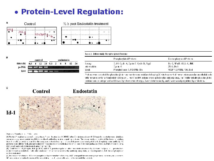 ● Protein-Level Regulation: ● Protein-Level Regulation: