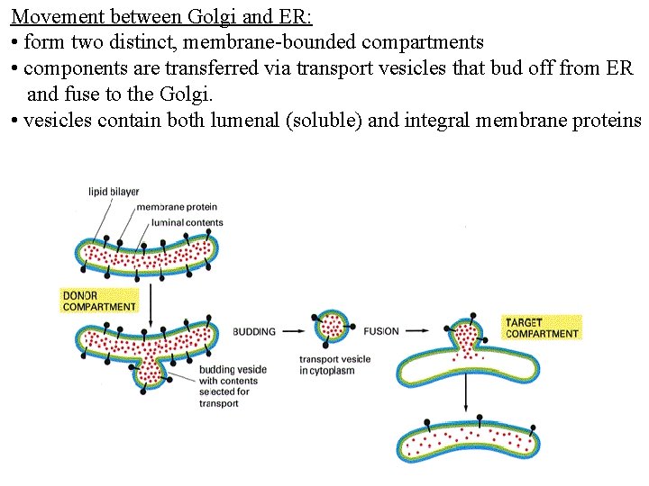 Movement between Golgi and ER: • form two distinct, membrane-bounded compartments • components are Movement between Golgi and ER: • form two distinct, membrane-bounded compartments • components are