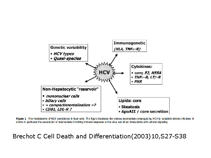 Brechot C Cell Death and Differentiation(2003)10, S 27 -S 38 Brechot C Cell Death and Differentiation(2003)10, S 27 -S 38