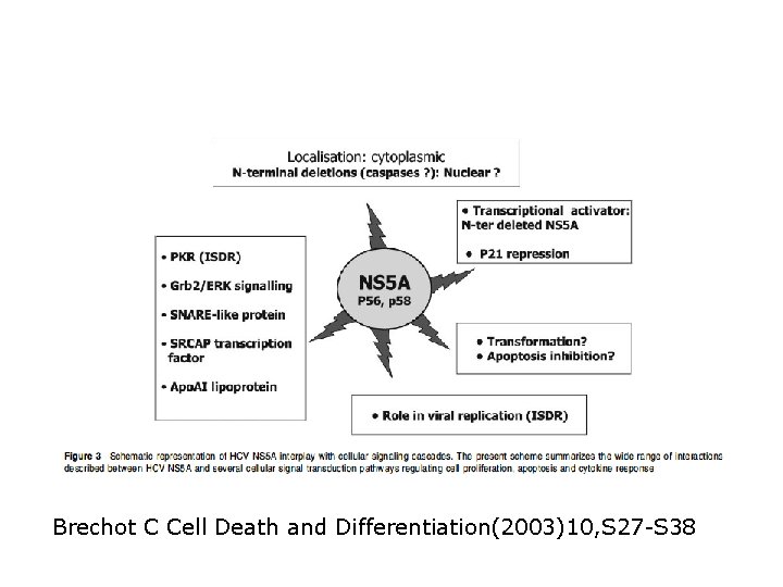 Brechot C Cell Death and Differentiation(2003)10, S 27 -S 38 Brechot C Cell Death and Differentiation(2003)10, S 27 -S 38