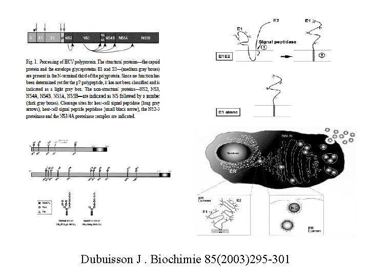Dubuisson J. Biochimie 85(2003)295 -301 Dubuisson J. Biochimie 85(2003)295 -301