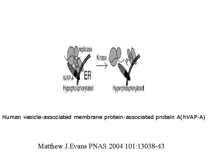 Human vesicle-associated membrane protein-associated protein A(h. VAP-A) Matthew J. Evans PNAS 2004 101: 13038 Human vesicle-associated membrane protein-associated protein A(h. VAP-A) Matthew J. Evans PNAS 2004 101: 13038