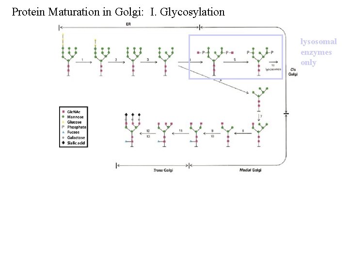 Protein Maturation in Golgi: I. Glycosylation lysosomal enzymes only Protein Maturation in Golgi: I. Glycosylation lysosomal enzymes only