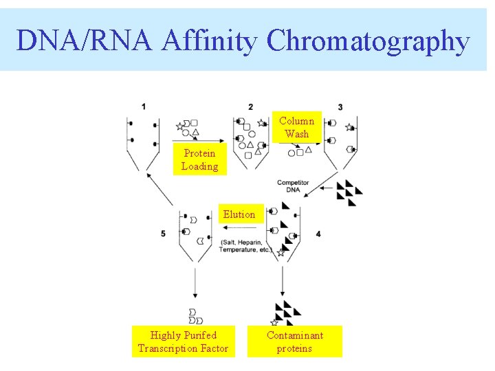 DNA/RNA Affinity Chromatography Column Wash Protein Loading Elution Highly Purifed Transcription Factor Contaminant proteins DNA/RNA Affinity Chromatography Column Wash Protein Loading Elution Highly Purifed Transcription Factor Contaminant proteins