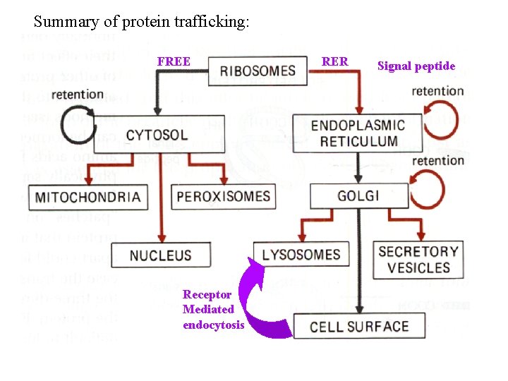 Summary of protein trafficking: FREE Receptor Mediated endocytosis RER Signal peptide Summary of protein trafficking: FREE Receptor Mediated endocytosis RER Signal peptide