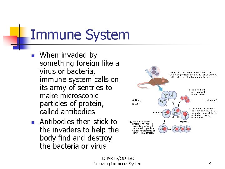 Immune System n n When invaded by something foreign like a virus or bacteria, Immune System n n When invaded by something foreign like a virus or bacteria,
