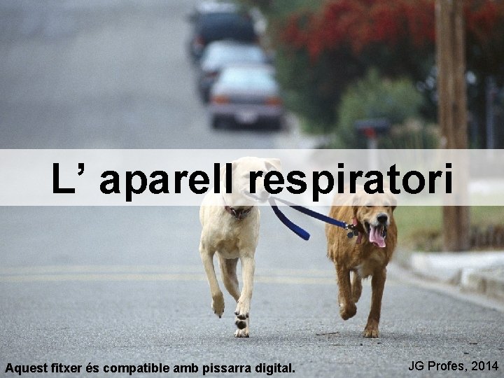 L’ aparell respiratori Aquest fitxer és compatible amb pissarra digital. JG Profes, 2014 