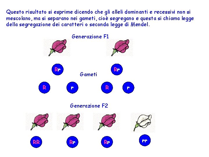 Questo risultato si esprime dicendo che gli alleli dominanti e recessivi non si mescolano,