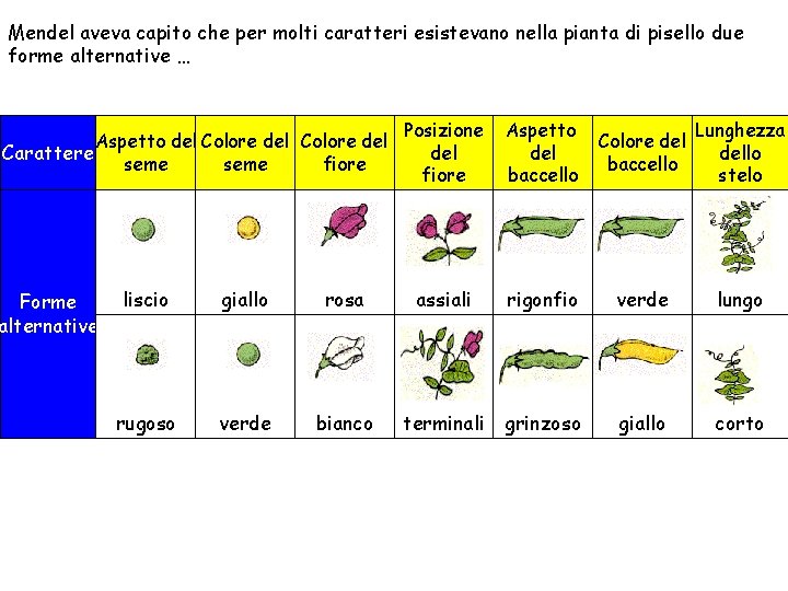 Mendel aveva capito che per molti caratteri esistevano nella pianta di pisello due forme