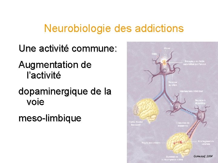 Neurobiologie des addictions Une activité commune: Augmentation de l’activité dopaminergique de la voie meso-limbique