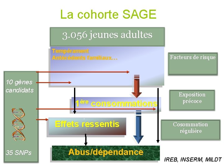 La cohorte SAGE 3. 056 jeunes adultes Tempérament Antécédents familiaux… 10 gènes candidats 1ère