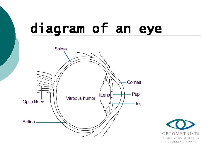 diagram of an eye Diagram of the Eye 