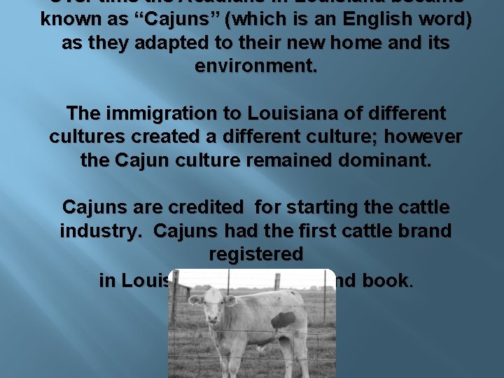 Over time the Acadians in Louisiana became known as “Cajuns” (which is an English