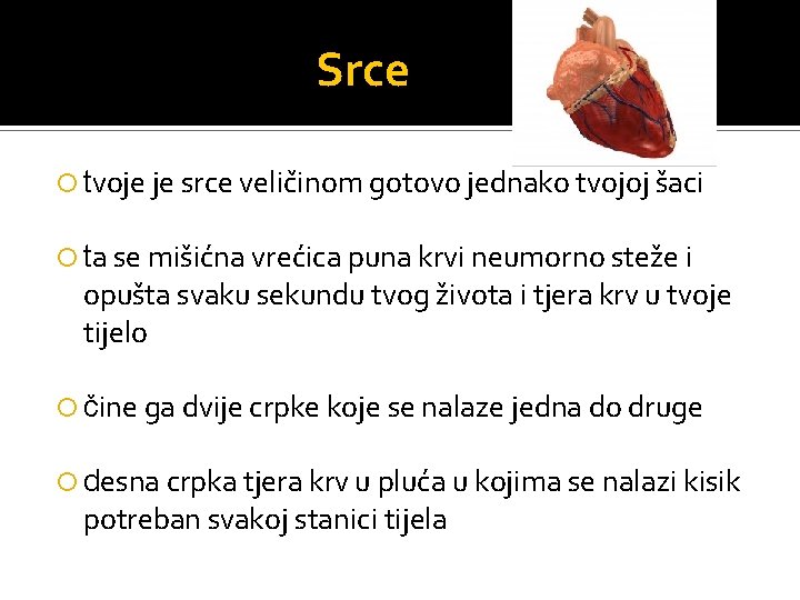 Srce tvoje je srce veličinom gotovo jednako tvojoj šaci ta se mišićna vrećica puna