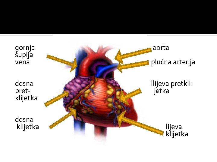 gornja šuplja vena ao aorta pp plućna arterija desna pretklijetka desna klijetka llijeva pretklijetka