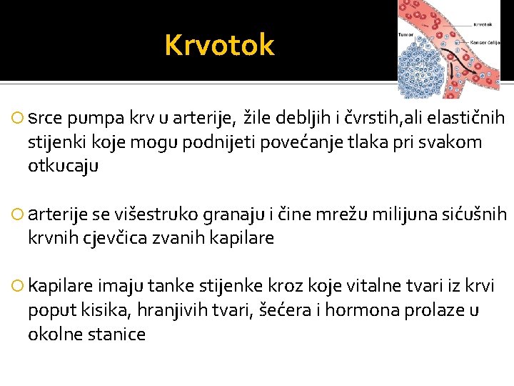 Krvotok srce pumpa krv u arterije, žile debljih i čvrstih, ali elastičnih stijenki koje