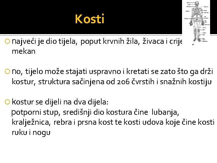 Kosti najveći je dio tijela, mekan poput krvnih žila, živaca i crijeva, tijelo može