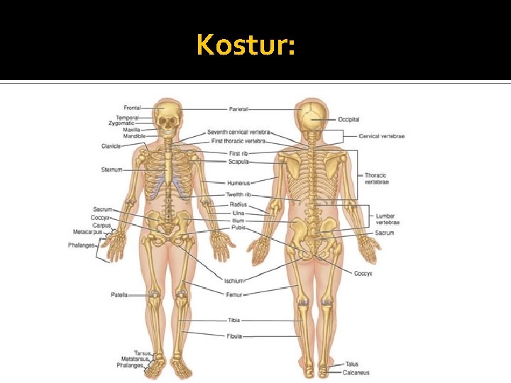Kostur: 
