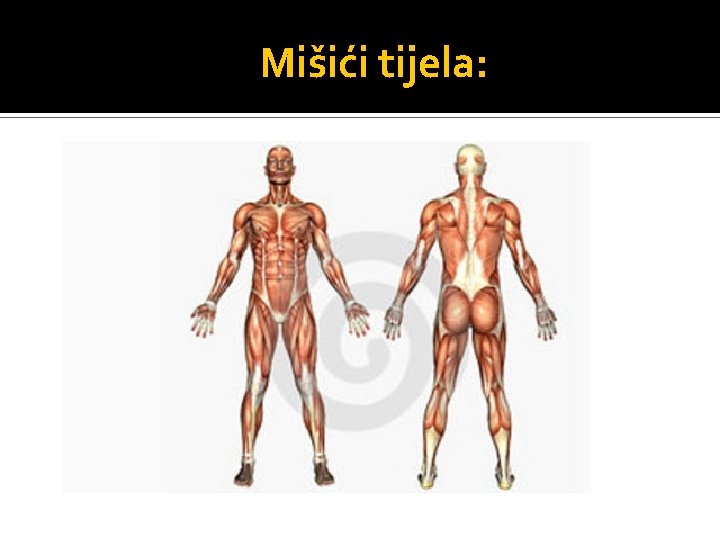 Mišići tijela: 