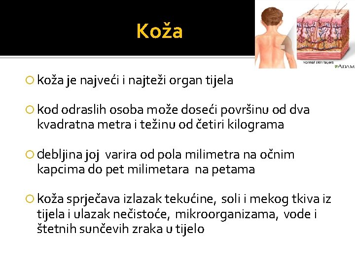 Koža koža je najveći i najteži organ tijela kod odraslih osoba može doseći površinu