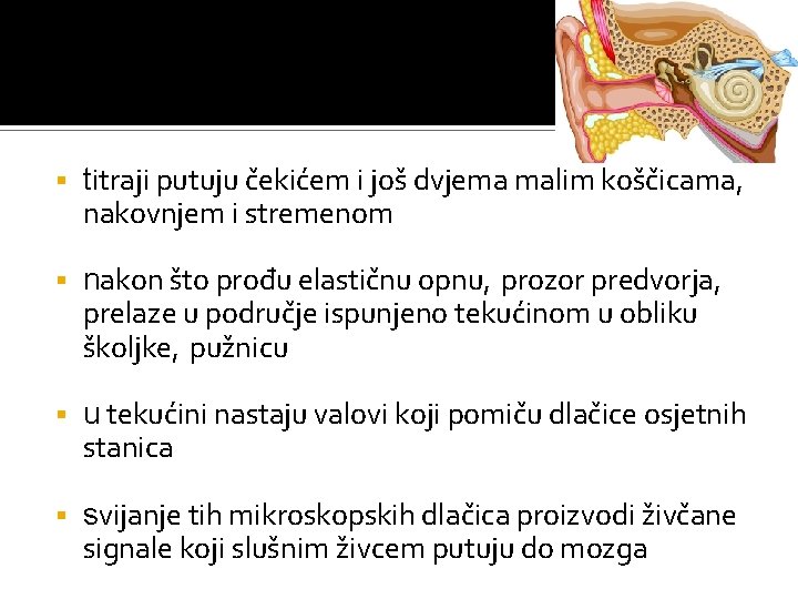 § titraji putuju čekićem i još dvjema malim koščicama, nakovnjem i stremenom § nakon