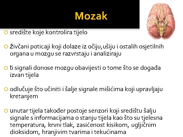 Mozak središte koje kontrolira tijelo živčani poticaji koji dolaze iz očiju, ušiju i ostalih