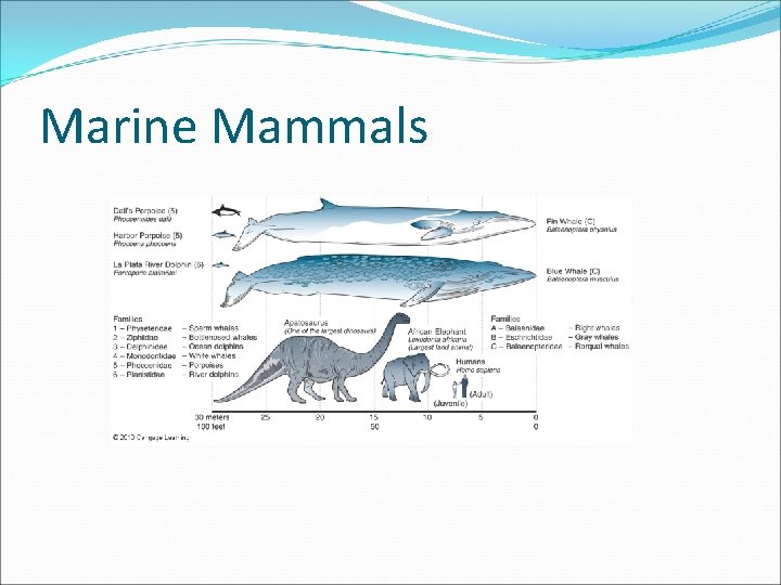 Marine Mammals 