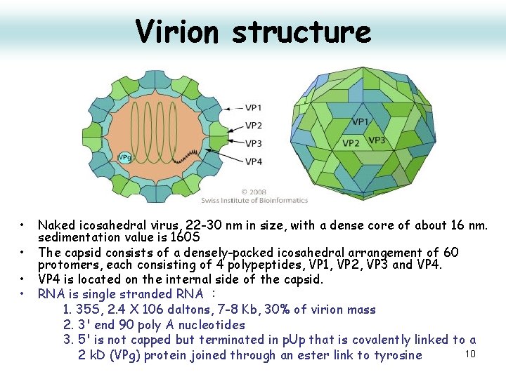 Virion structure • • Naked icosahedral virus, 22 -30 nm in size, with a