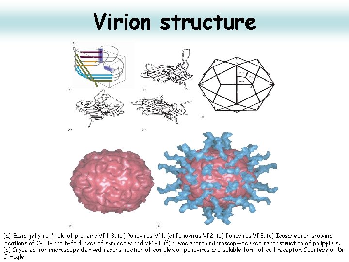 Virion structure (a) Basic ‘jelly roll’ fold of proteins VP 1– 3. (b) Poliovirus