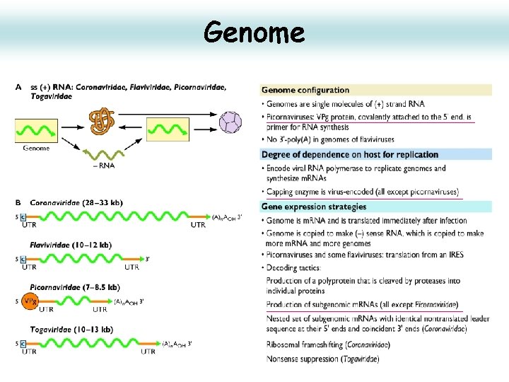 Genome 14 