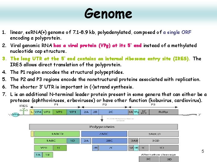 Genome 1. linear, ss. RNA(+) genome of 7. 1 -8. 9 kb, polyadenylated, composed