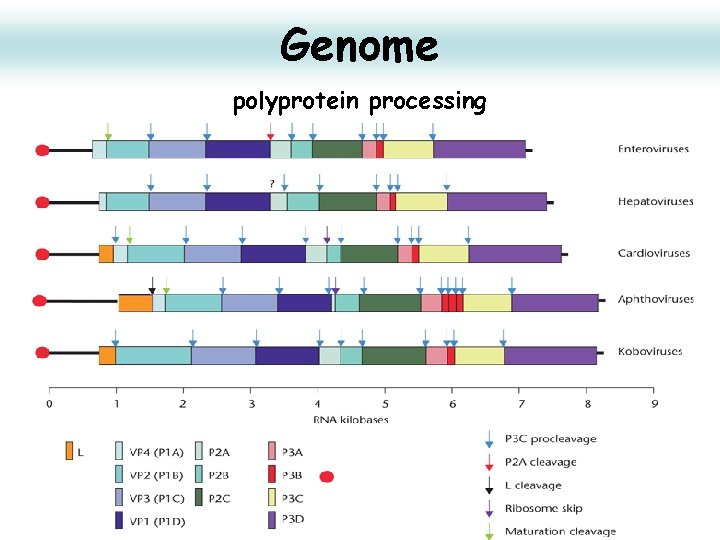 Genome polyprotein processing 16 