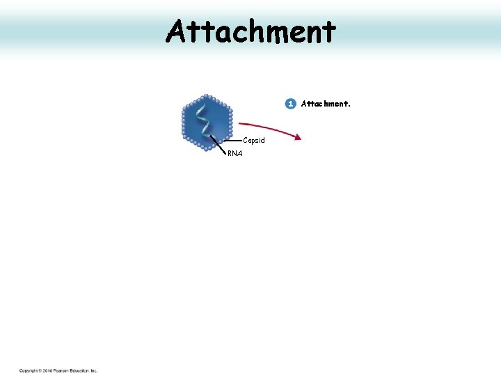 Attachment 1 Attachment. Capsid RNA 