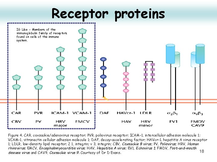 Receptor proteins IG Like - Members of the immunoglobulin family of receptors found on
