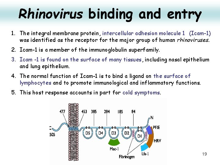 Rhinovirus binding and entry 1. The integral membrane protein, intercellular adhesion molecule 1 (Icam-1)